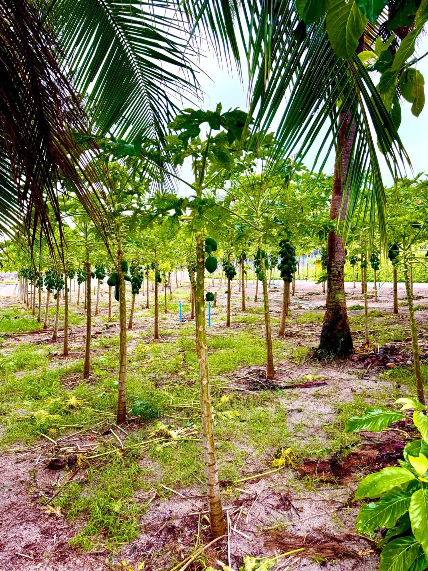 Sands Garden Hotel Thoddoo Eksteriør bilde